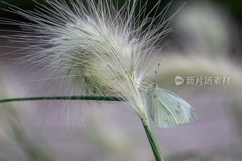 蝴蝶pieride du chou， (Pieris brassicae)，卷心菜蝴蝶。